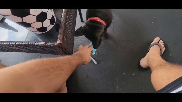 Training Dog Treat Bag Pet Snacks for Dogs Canine Training and Aids Behavior Accessories & Supplies смотреть онлайн