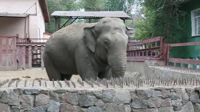 Азиатский СЛОН, Алматинский зоопарк. смотреть онлайн