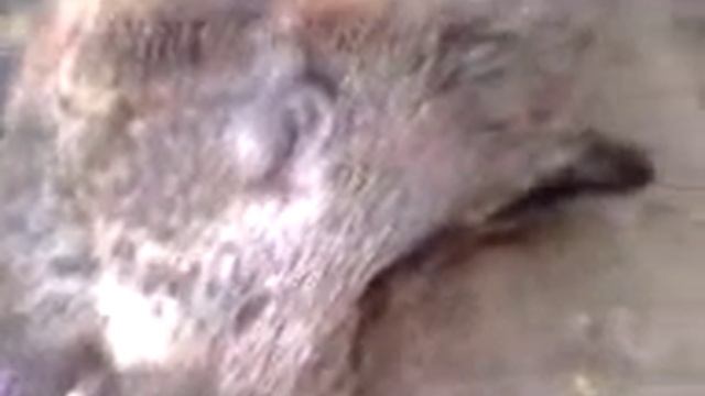 охота на кабана