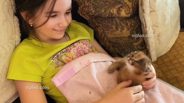 Самые редкие котята в мире! Caracat F1  (75% Caracal) From VIPLEO®. Каракет Ф1 (75% крови каракала)