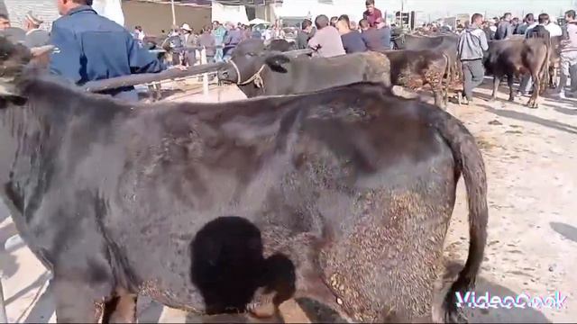 Мол бозор Эшбек 01.10.2023 Мол бозори Эшбек Гаровти смотреть онлайн