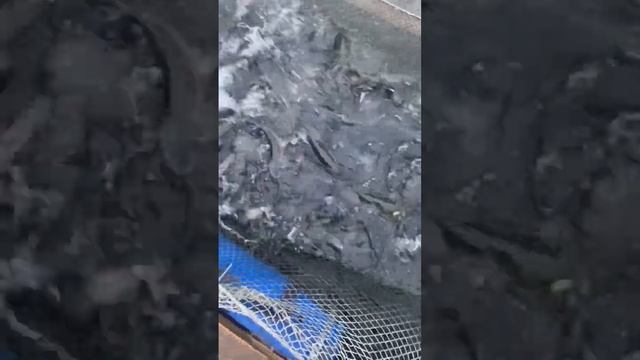 16 ноября 2022 г.Рыбалка Белая Дача форель смотреть онлайн