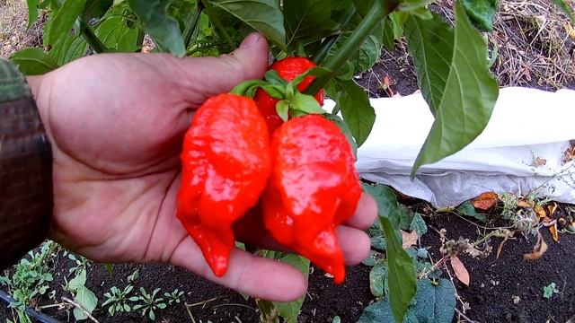 Trinidad Scorpion Large. Тринидад Скорпион большой смотреть онлайн