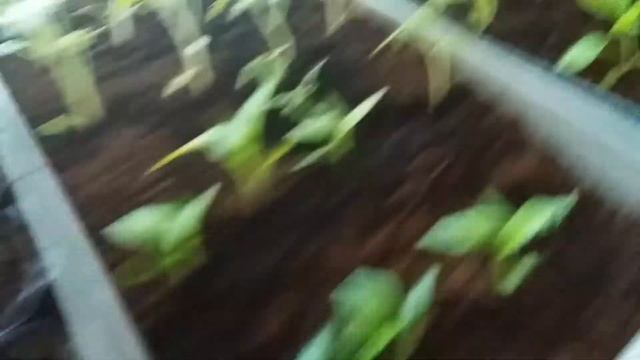 Как подросла моя рассада за две недели.Видео № 33 смотреть онлайн