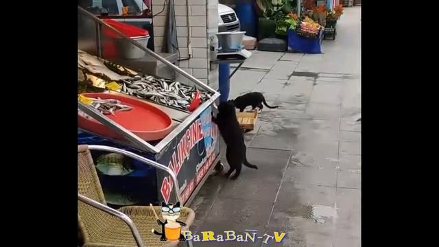 -кошки-феномены-?-подборка-смешных-котов-и-котят-для-хорошего-настроения-?.mp4 смотреть онлайн