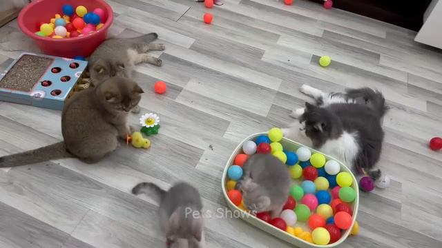 Try Not To Laugh 😅 Funniest Cats And Dogs 2023 😹🐶 Part 5