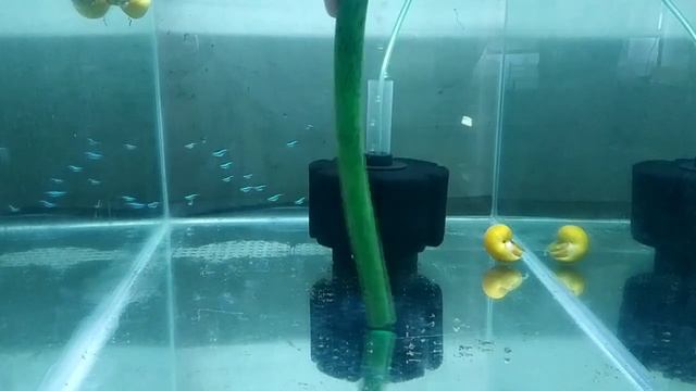 Пересадка мальков тернеции и барбусов, Уборка в аквариумах, подмена воды смотреть онлайн