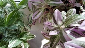 Традесканции медленнорастущие.