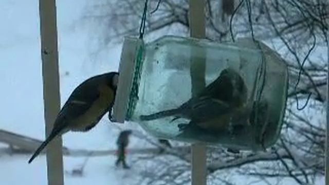 Птички-синички-09-Синичка в банке смотреть онлайн