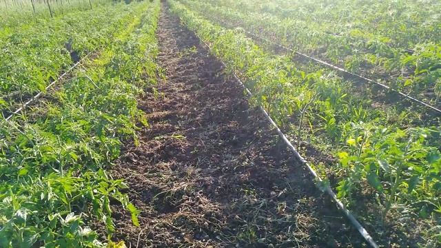 Высокорослые томаты в открытом грунте без подвязки смотреть онлайн