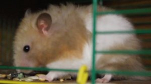 Новости канала ХОМКИ