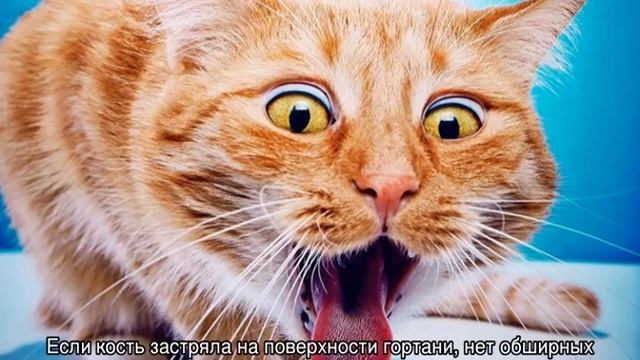 Что делать если кот подавился, застряла кость в горле смотреть онлайн