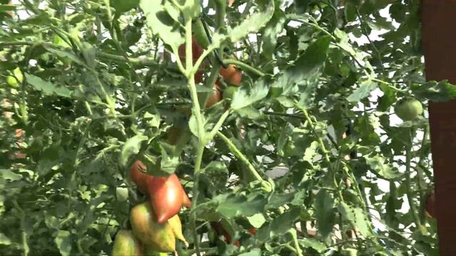 Томат конфеты сладкие сосульки Candy Sweet Icicle (Королевский сад Ильи Королева) смотреть онлайн