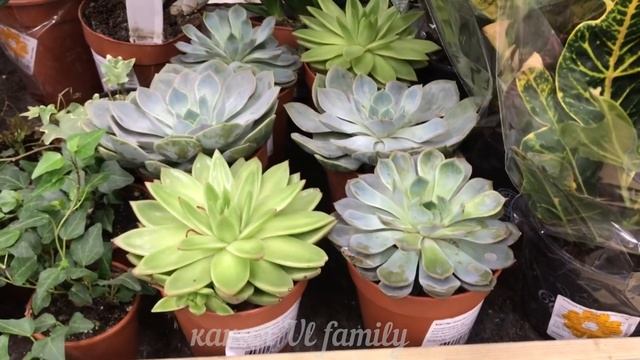 ТАКОГО ВАМ НИКТО НЕ ПОКАЖЕТ!? БЕРУ ВСЁ! ❤️ ЦВЕТЫ И КОМНАТНЫЕ РАСТЕНИЯ ?НОВЫЙ ОБЗОР КОМНАТНЫХ ЦВЕТОВ смотреть онлайн