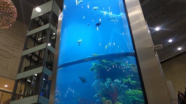 ТОП 3 аквариум в Европе. Аквариум в Литве город Каунас. Торговый центр MEGA. смотреть онлайн
