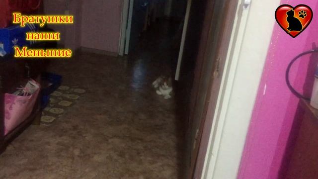 Вот почему кошки дерут обои и диван! Как отучить кошку драть обои! смотреть онлайн