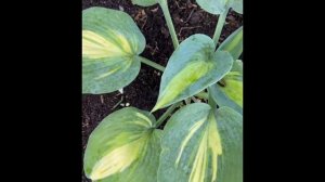 Хоста « Катерина «  -  Hosta  «Catherine»