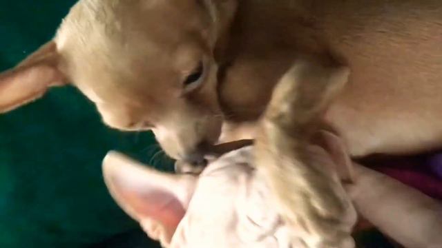 Бесплатная мойка от сфинкса Космоса для чихуахуа Бруно!/ FREE WASH FROM COSMOS CAT TO BRUNO DOG смотреть онлайн