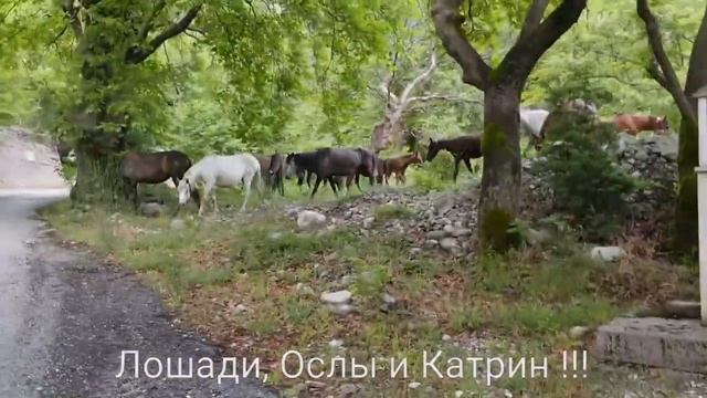 ИТОГО: у меня 22 лошади в горах - кобылы,ЖЕРЕБЕЦ и 1 жеρεбенок. Ну и дома ещё 10 лошадей и 4 осла? смотреть онлайн