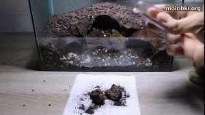 Процесс оформления небольшого аквариума для петушка.