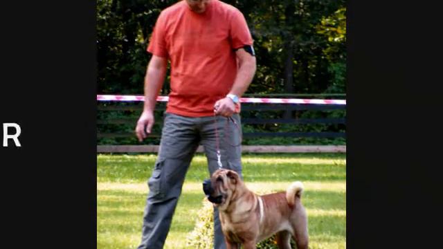 slovenian sharpei speciality 2009 part2 смотреть онлайн