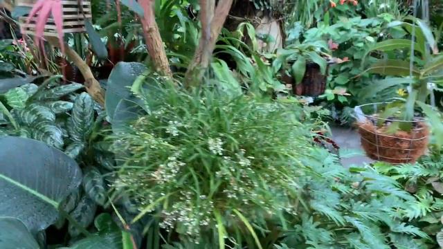 Fairy garden / Сказочный сад смотреть онлайн