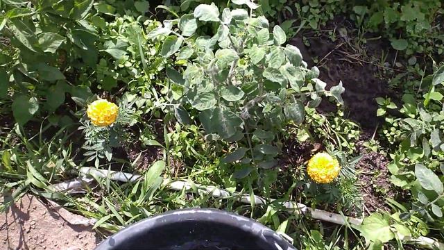 Томатов будет море! Просто ПОЛЕЙТЕ этим в июне смотреть онлайн