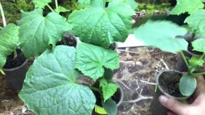 Чем можно подкормить рассаду огурцов? Ольга Чернова.