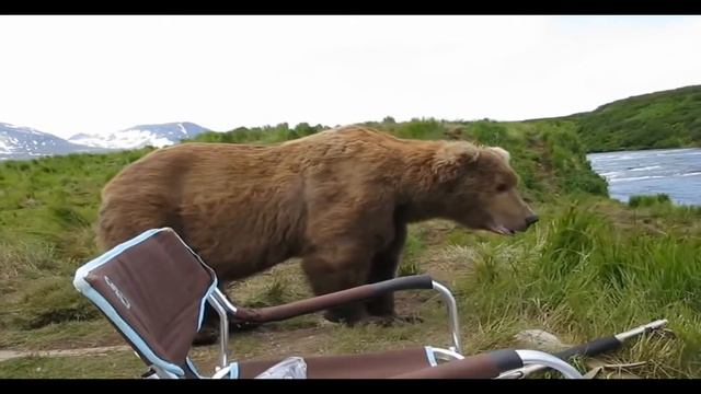 Ужас! Медведи нападают на людей!! смотреть онлайн