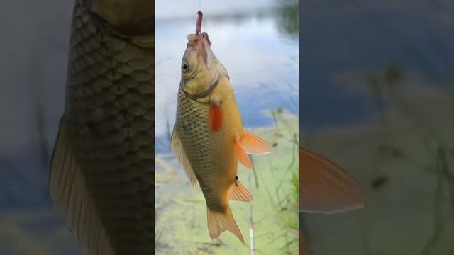 Красно-золотой карась!!! #карась #рыбалкакстово