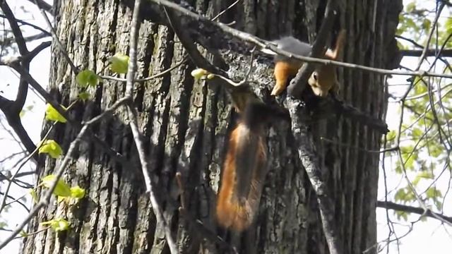 белка-наблюдатель (squirrel-observer), май 2013 г. смотреть онлайн
