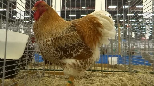 Куры Виандот — Wyandotte Geel witgezoomd смотреть онлайн
