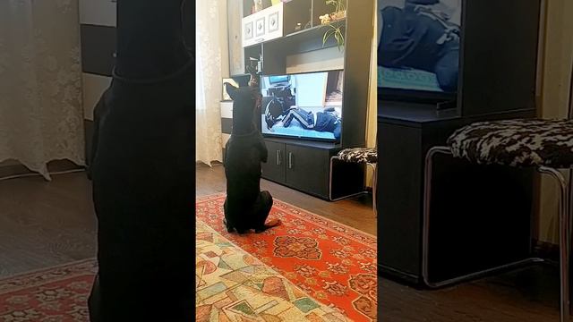 Adorable Dog Does its Own Exercise Routine || ViralHog смотреть онлайн