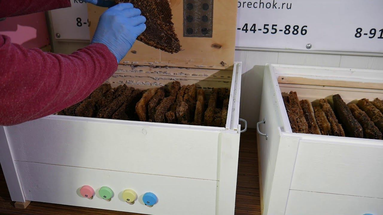 Восковая моль часть 2 смотреть онлайн