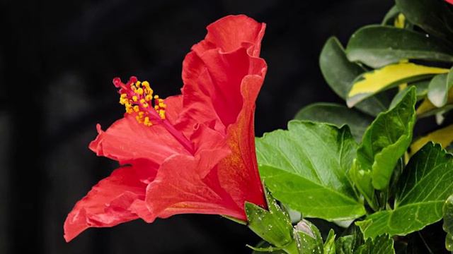 Benifits of Hibiscus Tea | गुड़हल का फूल की चाय के फायदे, नुकसान और सेवन विधि | Gudhal Ki Chai смотреть онлайн