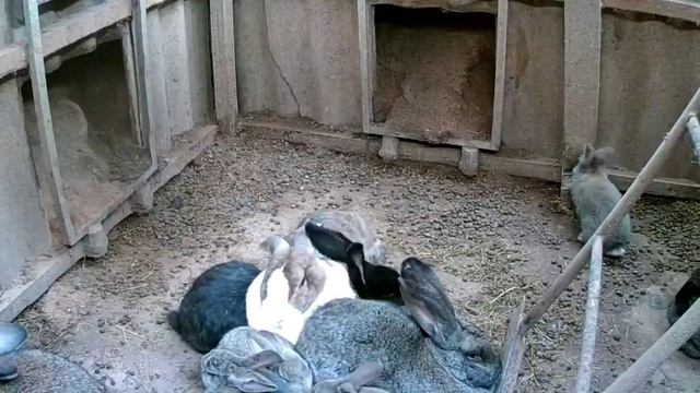 Кроличья яма. Видеонаблюдение.