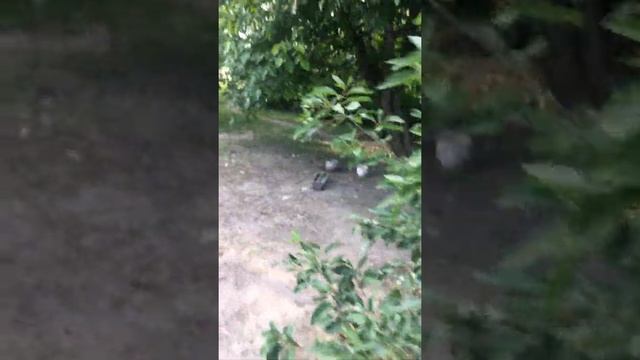 САМЫЕ ТИХИЕ ГУСИ, ЗАБАВНОЕ ЗРЕЛИЩЕ ☺️? смотреть онлайн