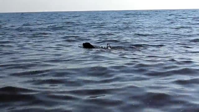 Собаки на море | Плавающие ротвейлеры смотреть онлайн