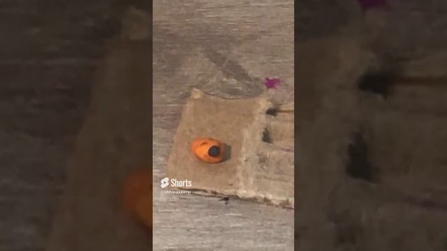 Лайфхак как испортить жизнь муравью смотреть онлайн