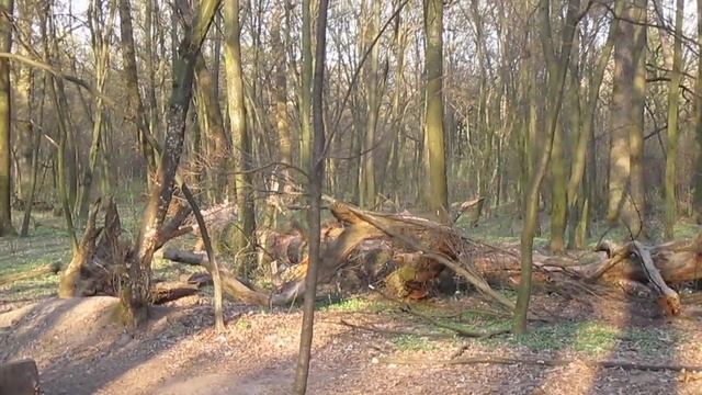 Где живет медведь? Бурелом в лесу #медведь In the #depths of the #forest. Where does the #bear live смотреть онлайн