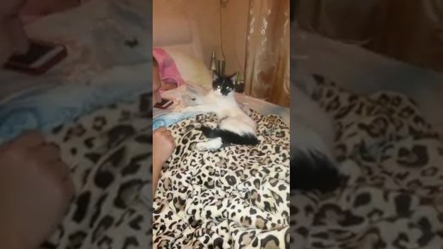 умная кошка машет лапкой смотреть онлайн