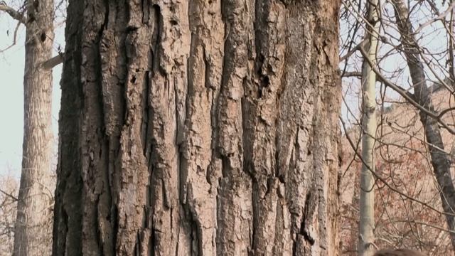 Plant Cells: Crash Course Biology #6 смотреть онлайн
