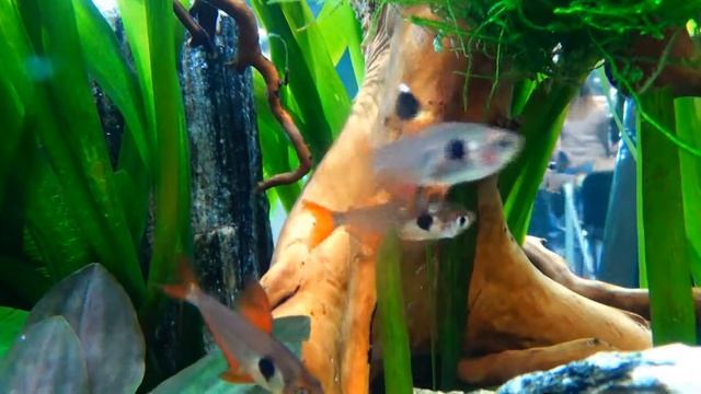 Hyphessobrycon sp. - Animal Expo 2018 смотреть онлайн