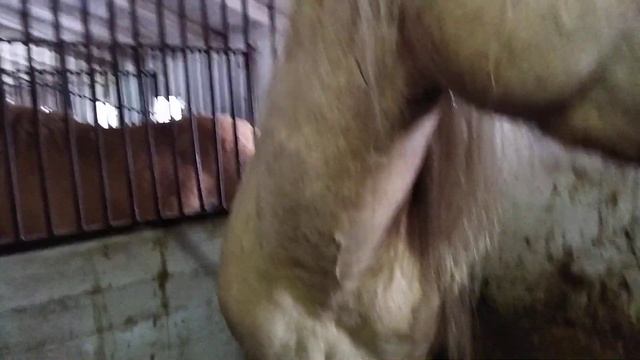 ЖЕРЕБЕЦ /производитель Авалон белорусской упряжной смотреть онлайн