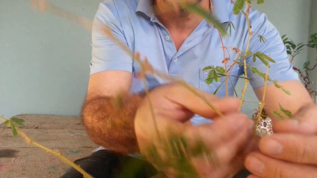 Hiç küstüm otu gördünüz mü смотреть онлайн