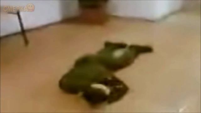 ЛУЧШИЕ ПРИКОЛЫ 2017 | СМОТРЕТЬ ВСЕМ =D #50 смотреть онлайн