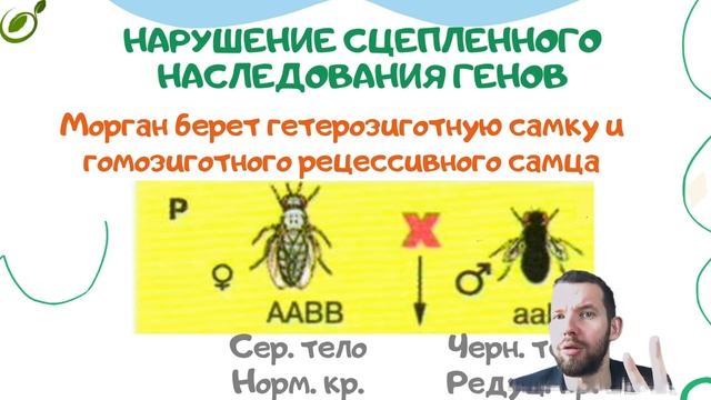 Л.8 | СЦЕПЛЕННОЕ НАСЛЕДОВАНИЕ ПРИЗНАКОВ | ГЕНЕТИКА | ОБЩАЯ БИОЛОГИЯ ЕГЭ смотреть онлайн