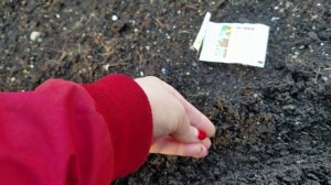 Как посеять ПЕТРУШКУ И КИНЗУ. Простой и проверенный способ посадки.