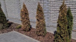 Весенний ожог или фузариоз туи? Чем лечить и как восстановить?