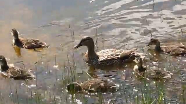 Anas platyrhynchos - A Mallard and Ducklings смотреть онлайн